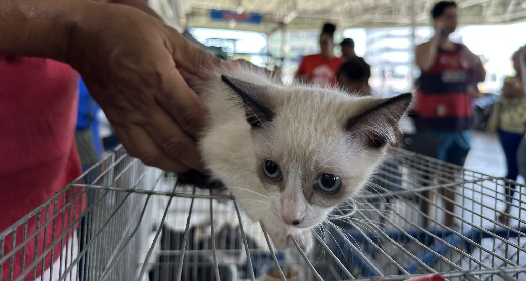 adoção de animais