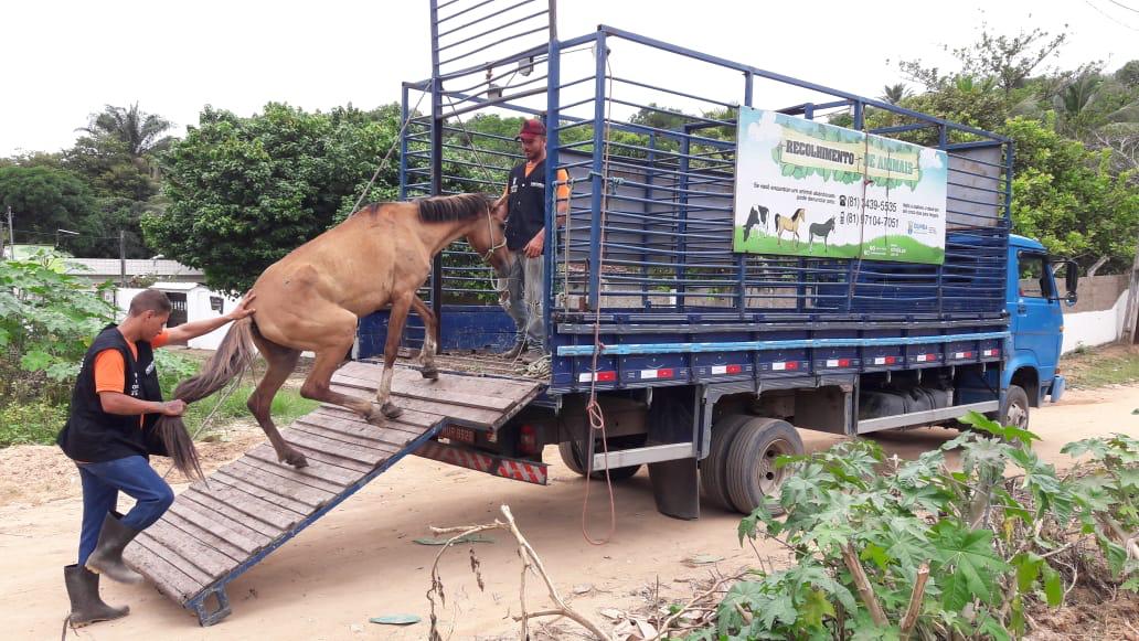 cavalo1