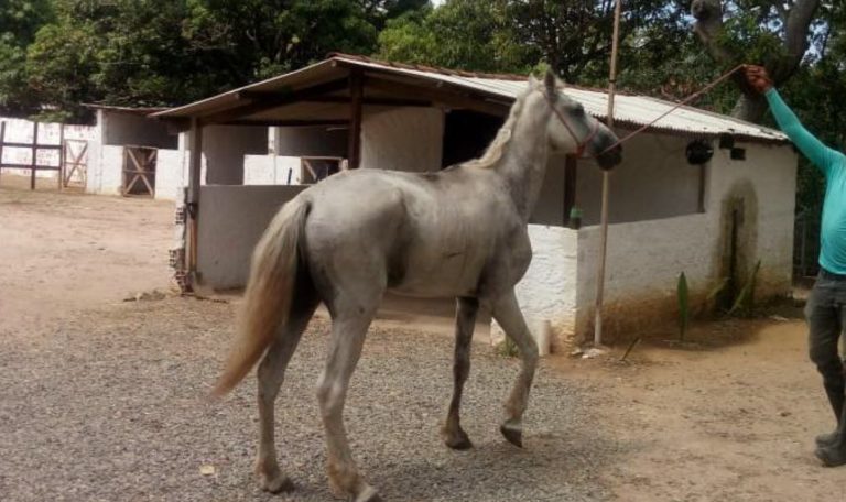 cavalo pulando com homem em cima com musica